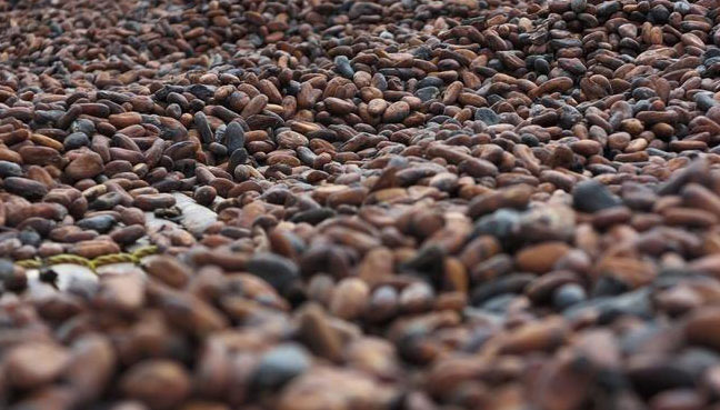 Cocoa Industry Pledges Coordinated Action On Poverty Deforestation FMT