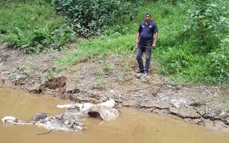 Pegawai Dakwa Jari Kaki Gajah Pygmy Dikerat Free Malaysia Today FMT