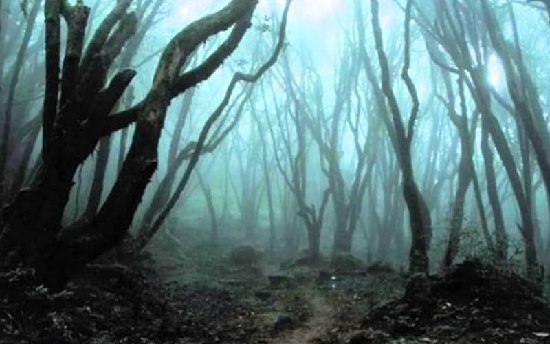 9 Hutan Yang Paling Misteri Di Seluruh Dunia Free Malaysia Today FMT