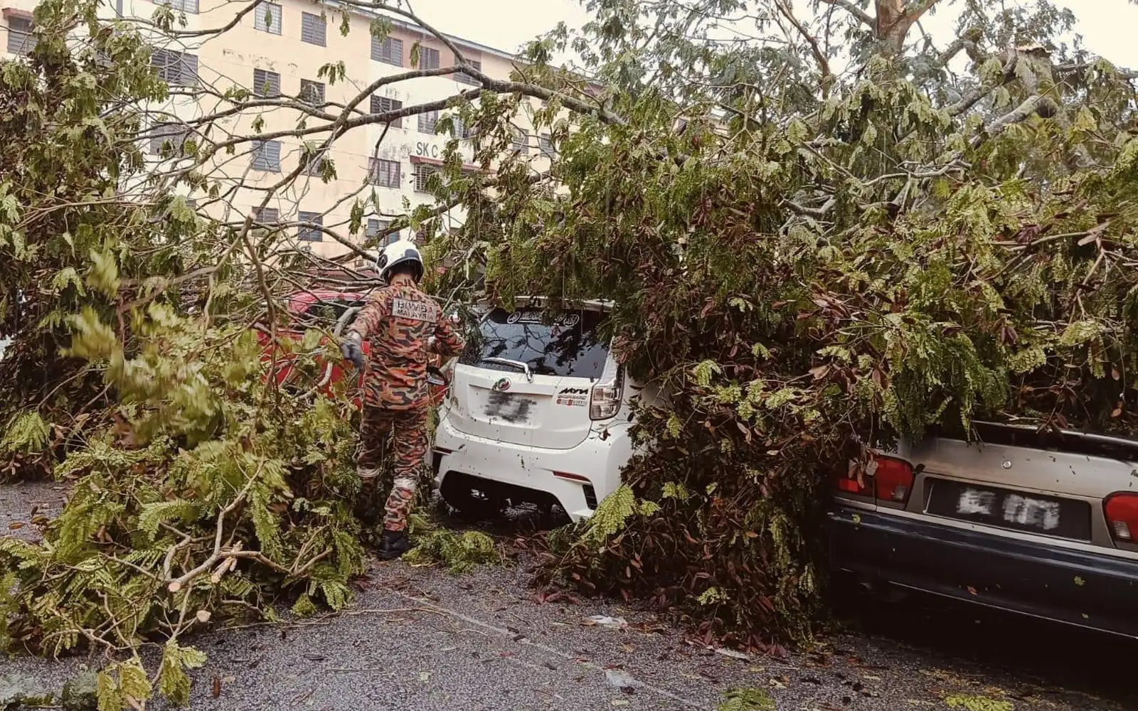 Pokok Tumbang Hempap 3 Kereta Di Bukit Sentosa FMT