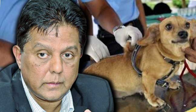 Kes rabies dikesan di Kuala Sepetang, Taiping | FMT