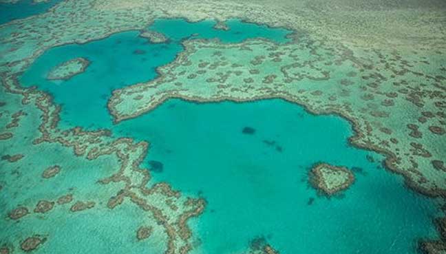 Scientists discover resilient ‘heart’ of Great Barrier Reef | FMT