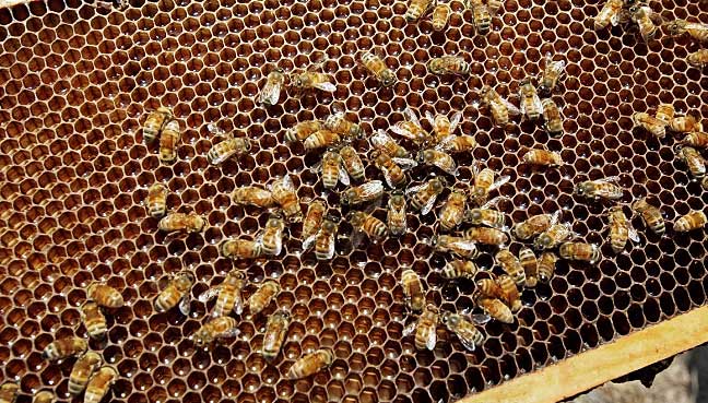 Australia stung by New Zealand bid to trademark mānuka honey