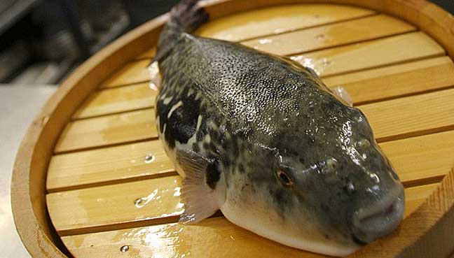 Deadly fugu fish flub prompts Japan emergency warning | Free Malaysia ...