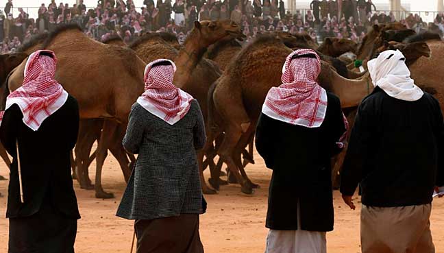 Prize camels keep tradition alive in changing Saudi, but please no