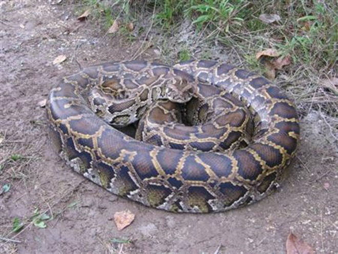 Study finds female pythons care for their young | FMT
