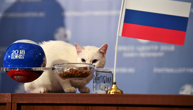 Russia S Psychic Cat Achilles Picks Home Team For World Cup Opener Free Malaysia Today Fmt