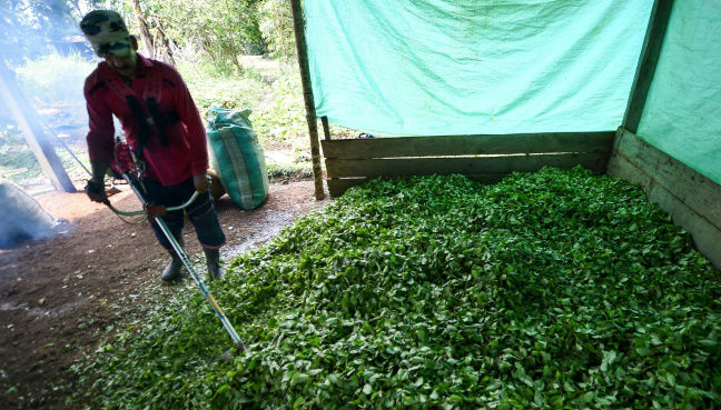 Global opium and cocaine production at record highs, according to UN FMT