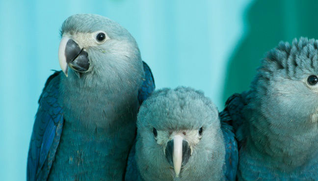 Dozens of last Spix’s macaws to be reintroduced to Brazil | Free
