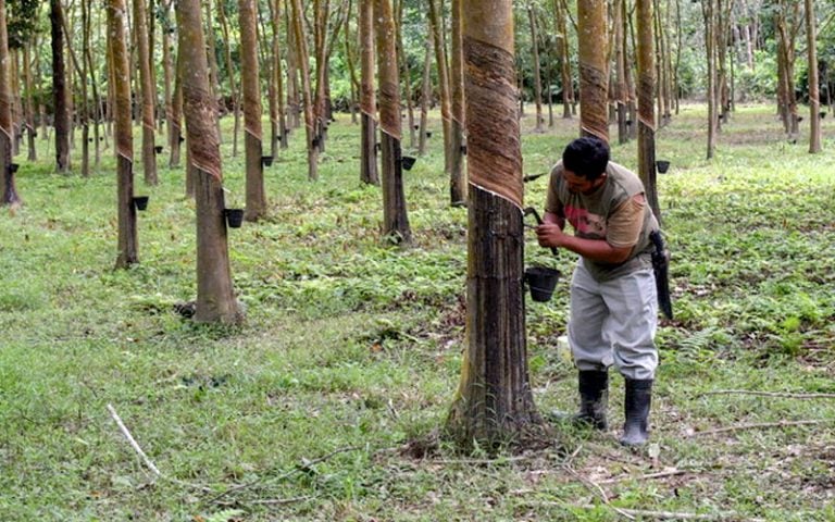 Malaysia earns RM27.2bil from rubber exports in 2023 | Free Malaysia ...