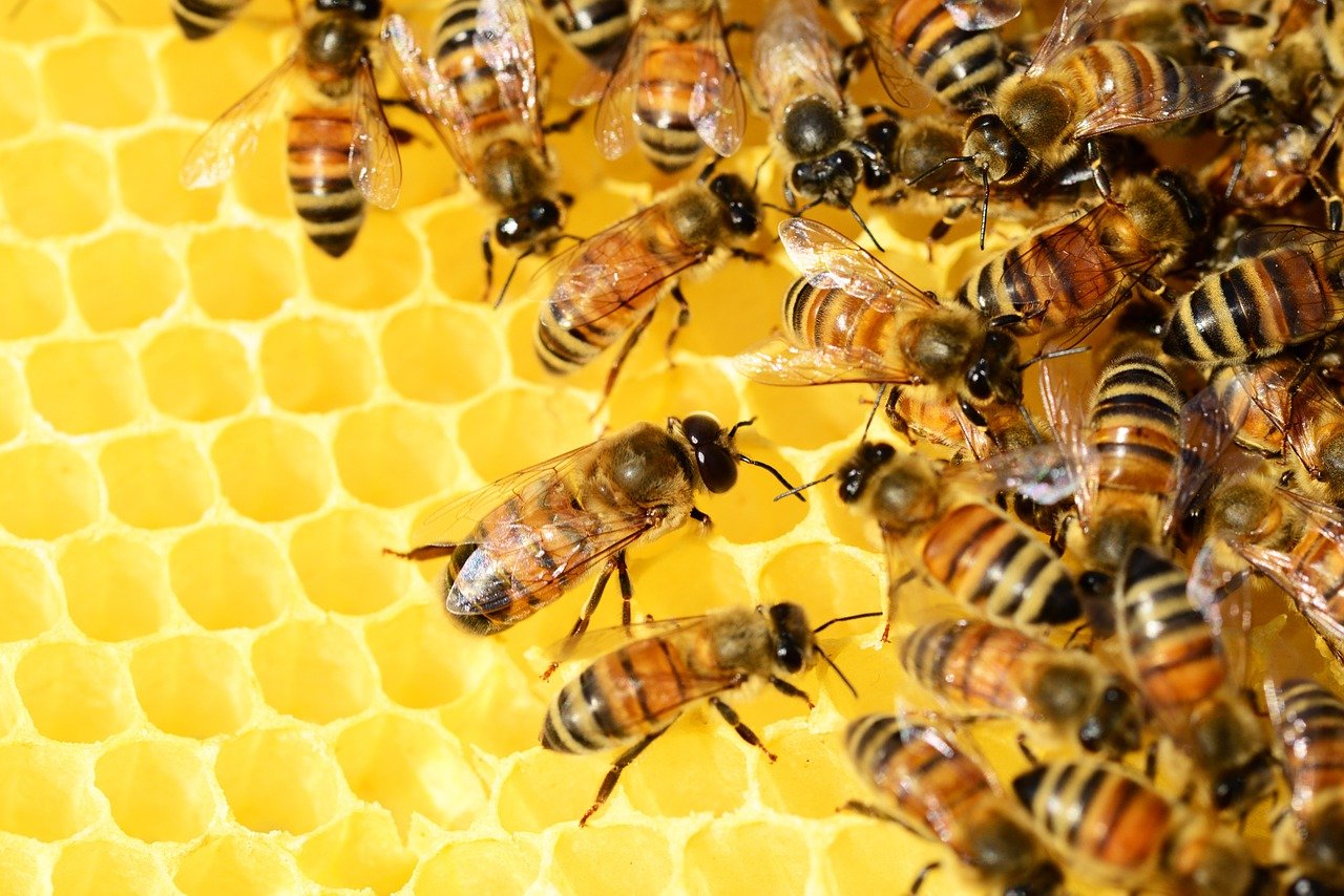 Spying on bees reveals pesticides impair social behaviour