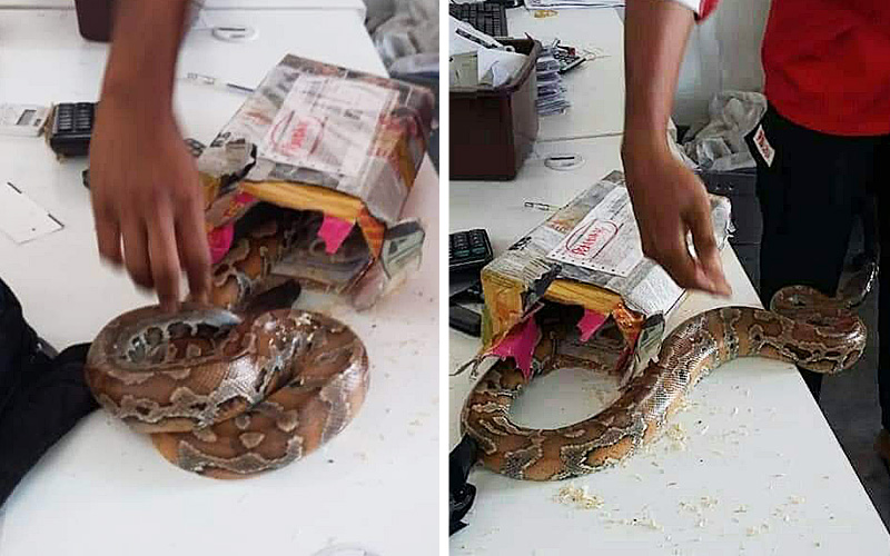 Pos Laju worker finds python in parcel sent to Penang | FMT