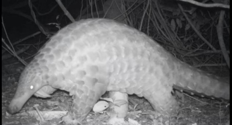 New footage released of rare giant pangolins in Africa | FMT