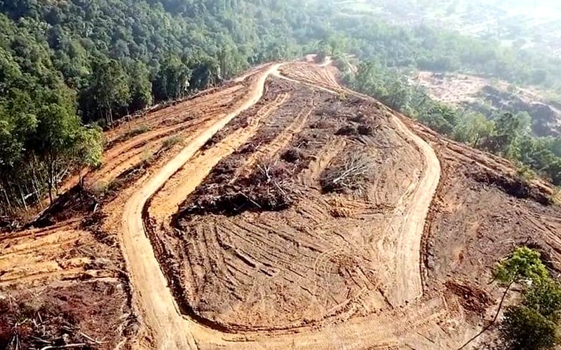 Between 2017 and 2021, Malaysia had deforested 349,244ha, with Sarawak and Pahang experiencing the highest rates of deforestation, RimbaWatch said.
