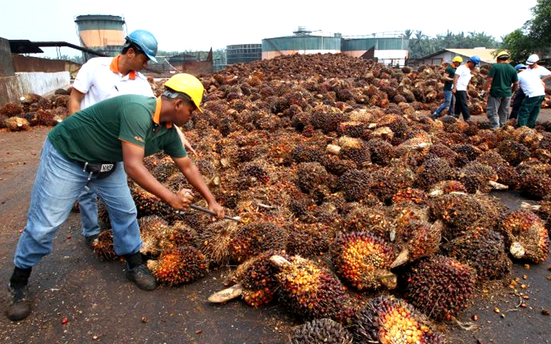 棕榈油库存因产量下滑跌至四个月低点