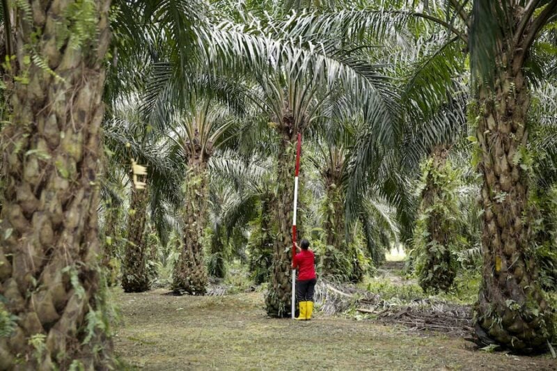 Indonesia to fine palm oil companies US$310mil for forest operations | FMT