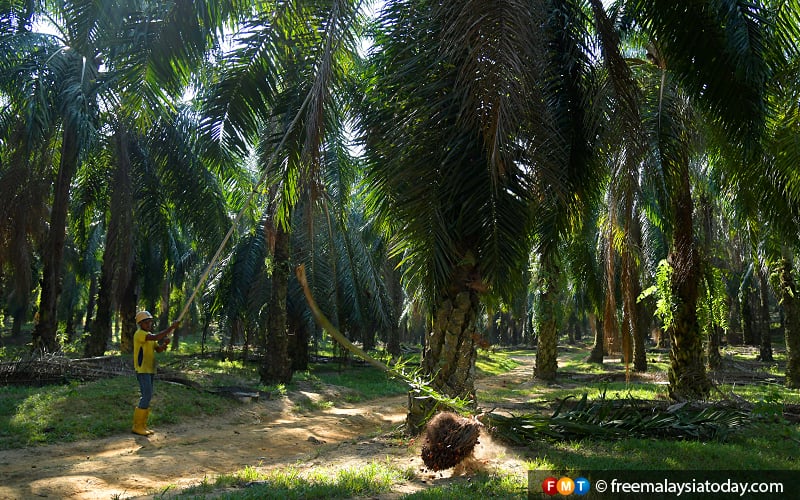 Don’t let palm oil industry go the way of rubber, Johari tells Felda | FMT