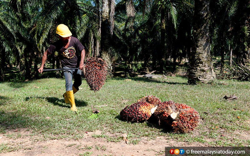 Future-proof palm oil from adverse Western propaganda | FMT