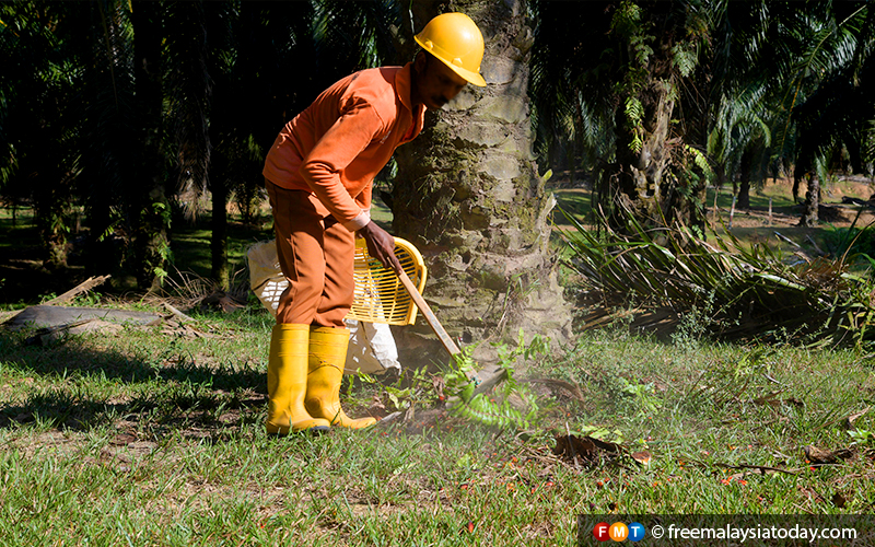 Tiada keperluan mendesak subsidi baja kepada pekebun sawit, kata menteri