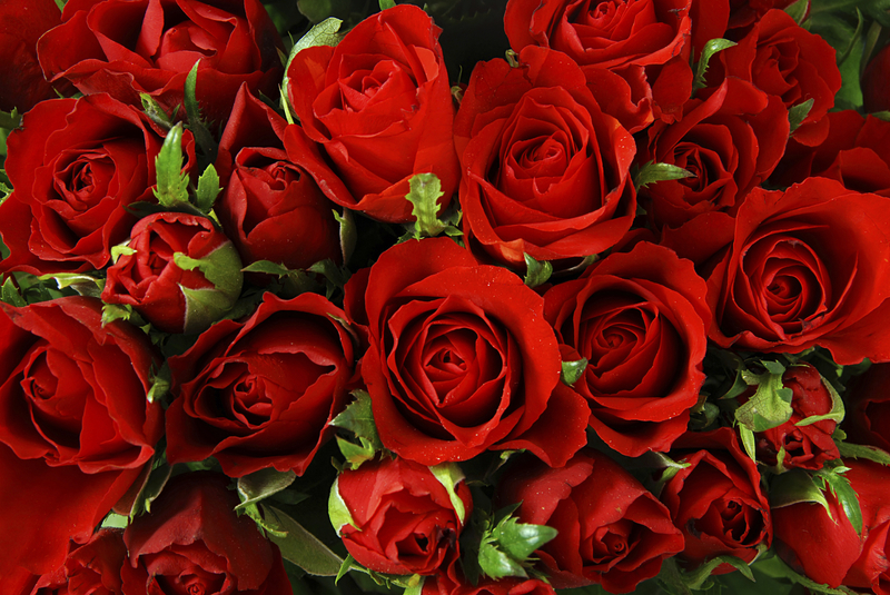 Hypertension seen in children exposed to flower pesticides Free