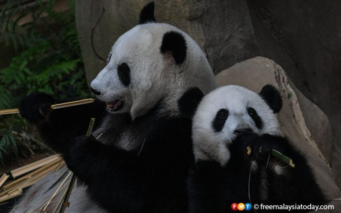 Zoo Negara giant pandas welcome third cub to the family | Free Malaysia ...