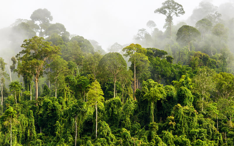 After Sarawak, Sabah slams NGO’s projection on forest loss