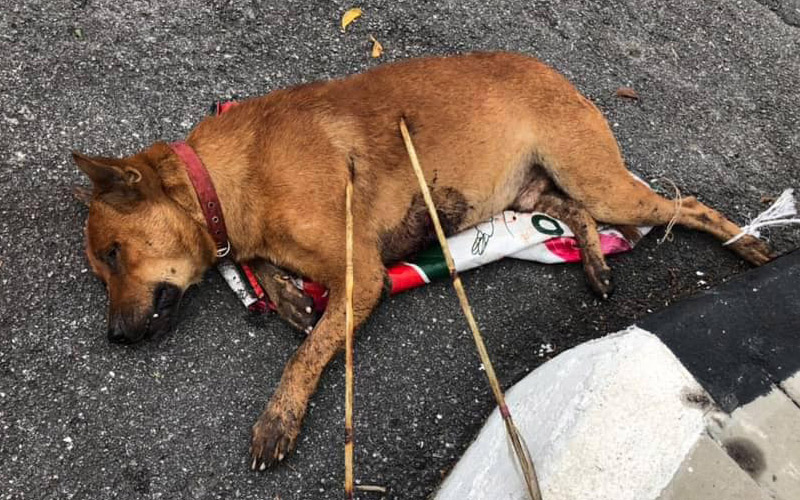 Police hunt for culprit who shot dog with arrows | FMT