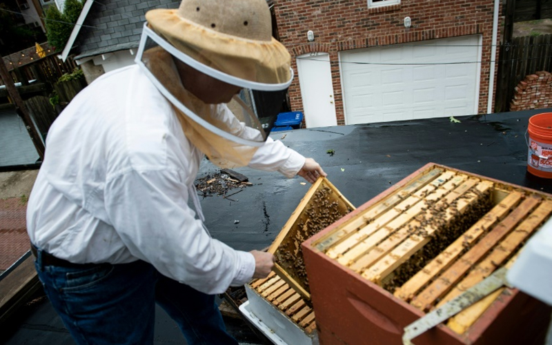 Experts take sting out of urban beekeeping