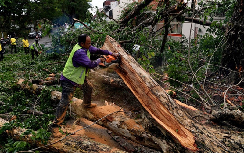 Typhoon’s tail fells more than 300 trees in Penang | FMT