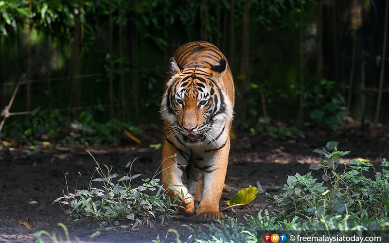 It s the year of the tiger but it s doom for the Malayan tiger