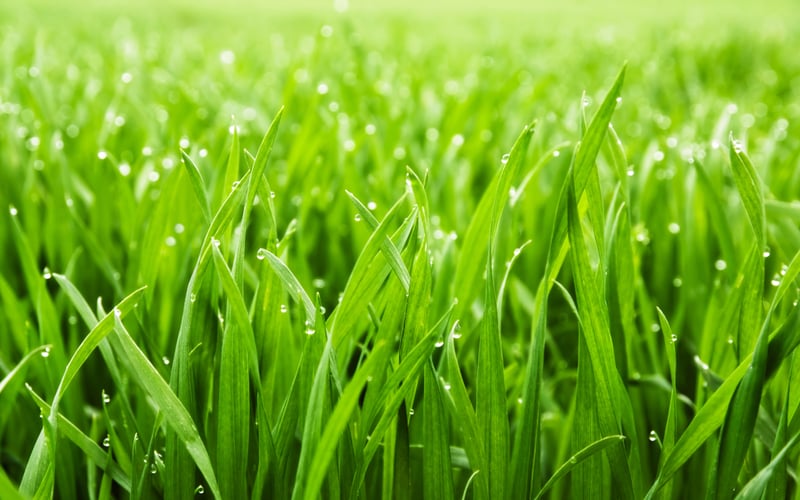 4 easy ways to plant your own grass | Free Malaysia Today (FMT)