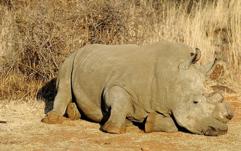 Semakin pupus… 46 badak sumbu Botswana mati akibat pemburu haram | FMT