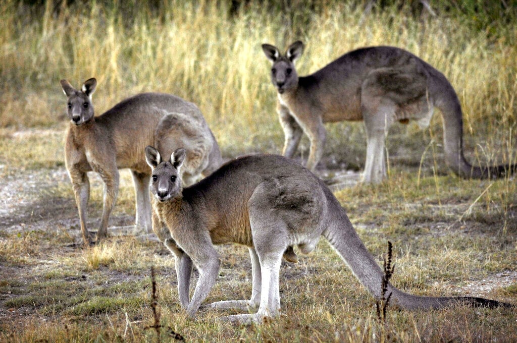 Australia told to shoot kangaroos before they starve Free Malaysia