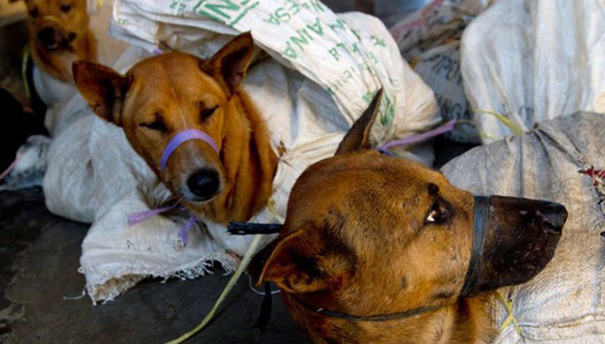 Indonesian police halt truck carrying over 200 dogs to slaughterhouse | FMT