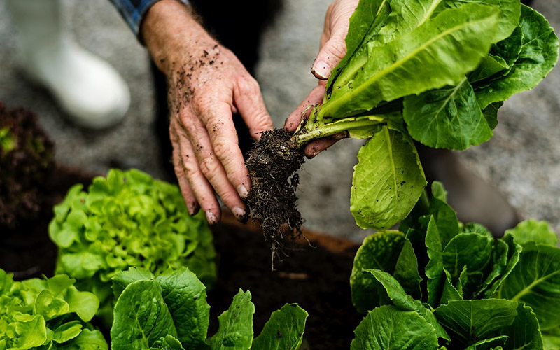 7 Easy-to-Grow Vegetables for Your Home Garden – Free Malaysia Today