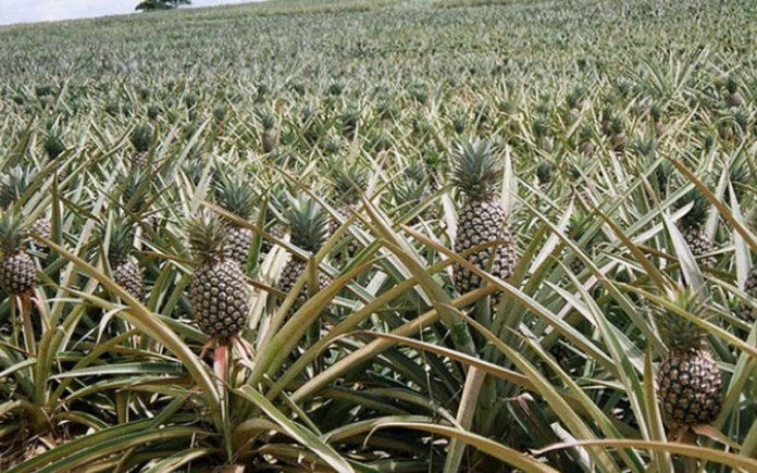 Farmer gets help in moving 125,000 pineapples after viral video | Free ...