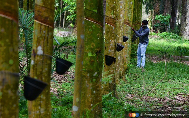 Rubber production in clearance malaysia