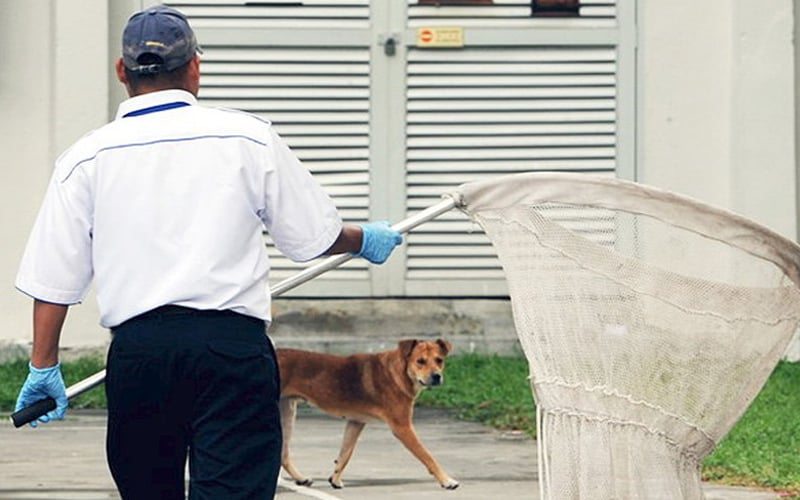 85-year-old man dies protecting pet from dog catchers
