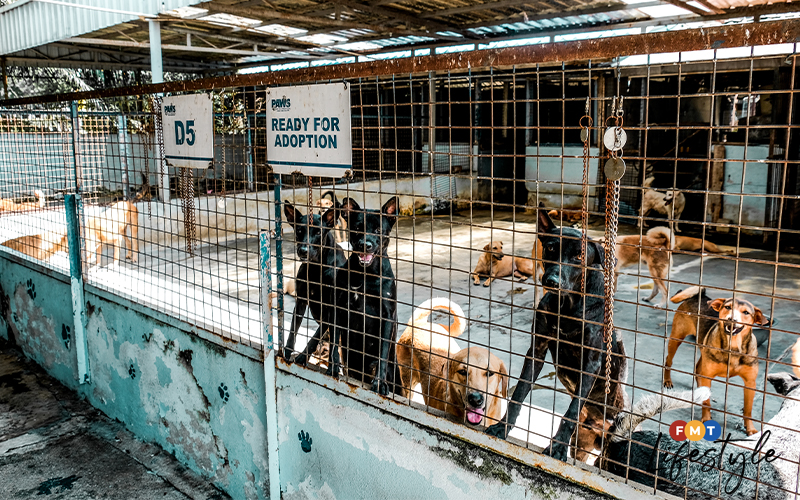 Paws shelter near store me