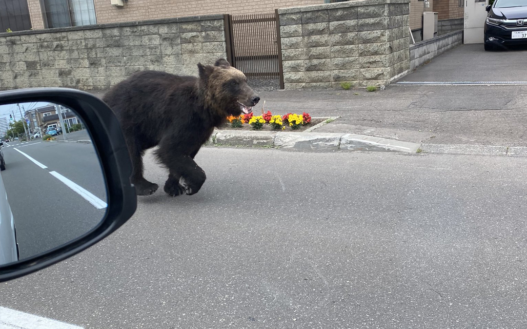 Медведи в японии