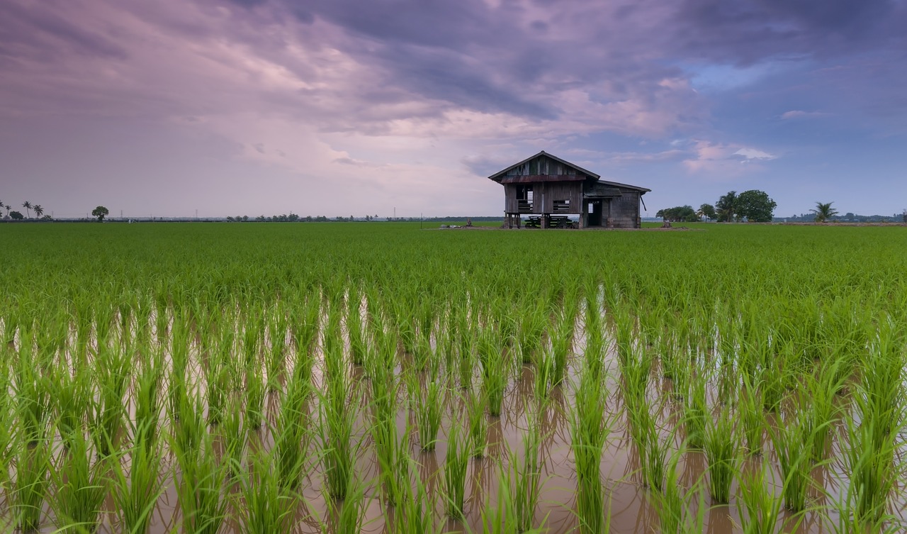 Thailand Strives To Regain Position As World’s Biggest Rice Exporter Fmt