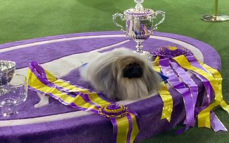 Wasabi the Pekingese is top dog at Westminster’s FMT