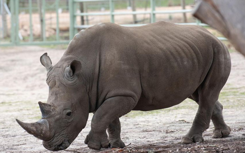 Female rhino drowns at Dutch zoo in mating mishap | FMT