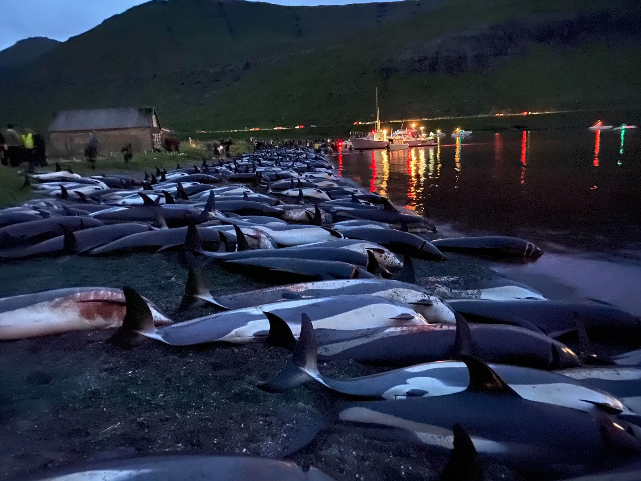 Bi4 Dolphin Accident: The Public Outcry - 43npsze