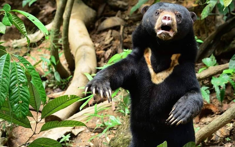 Welcome to the world’s only sun bear conservation centre | FMT