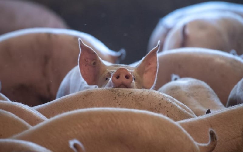 China’s hog farmers to return to profit by end of Q2