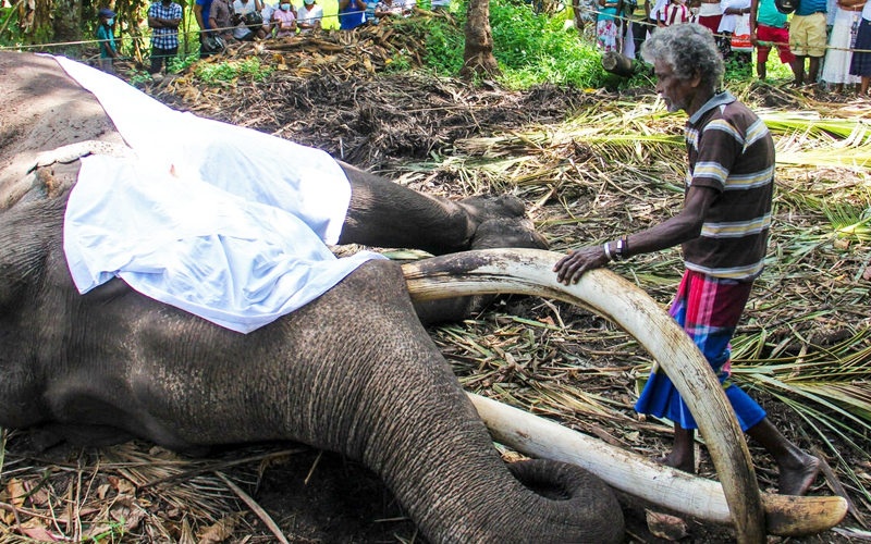 Sri Lanka’s Most Sacred Elephant Dies Aged 68 | FMT