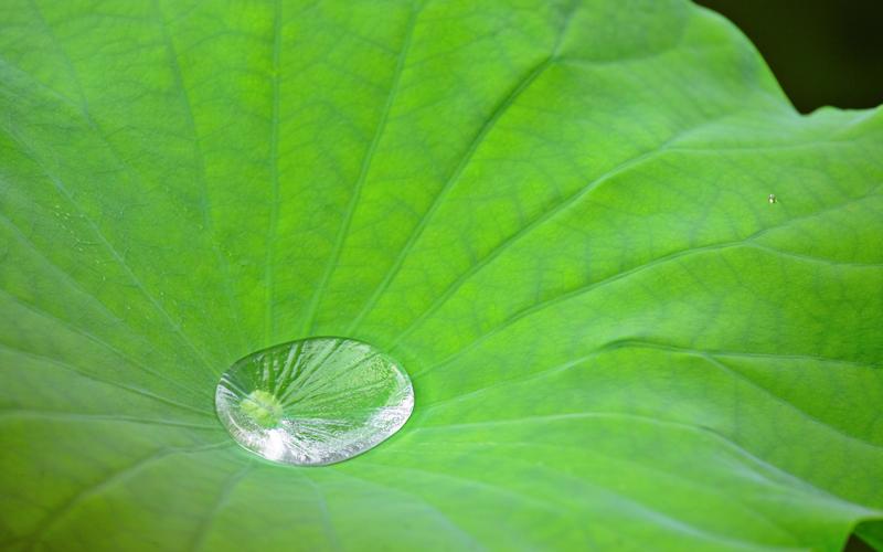 The lotus leaf: how nature makes water-repellent materials.