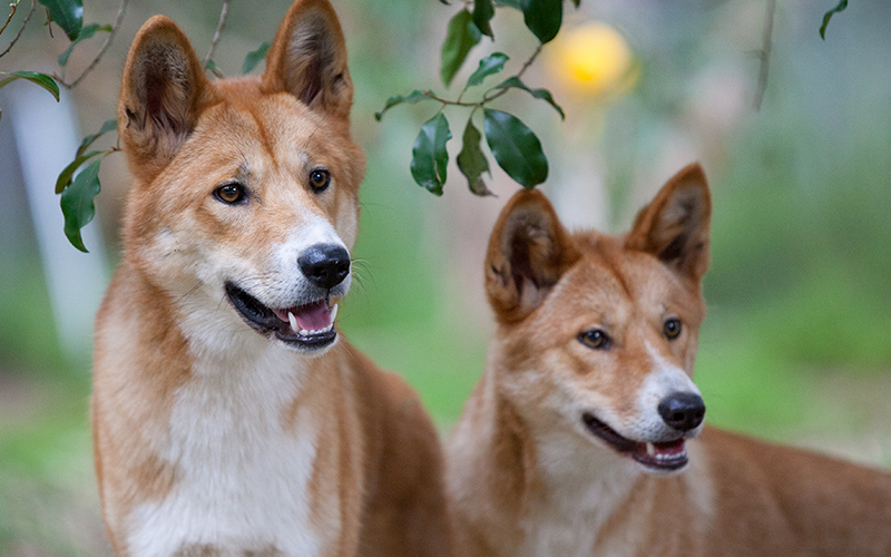 Dingoes aren't just feral dogs | Free Malaysia Today (FMT)