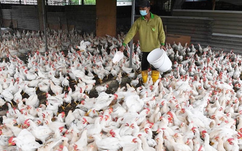 Palm kernel waste to be used as animal feed to control chicken prices | FMT